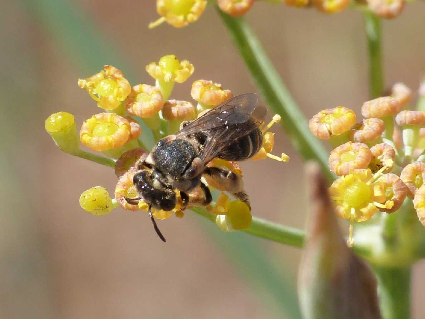 Apina tozza: femmina di Nomiapis sp.